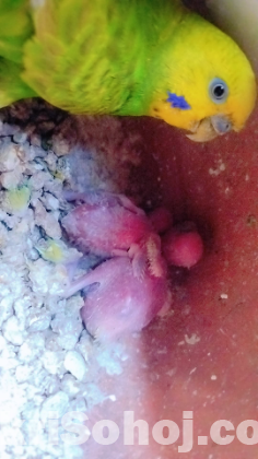 বাজরিকা পাখি